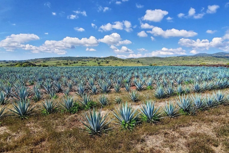 Inside Patrón’s Exclusive, Invite-Only Hacienda
