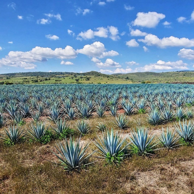 Inside Patrón’s Exclusive, Invite-Only Hacienda