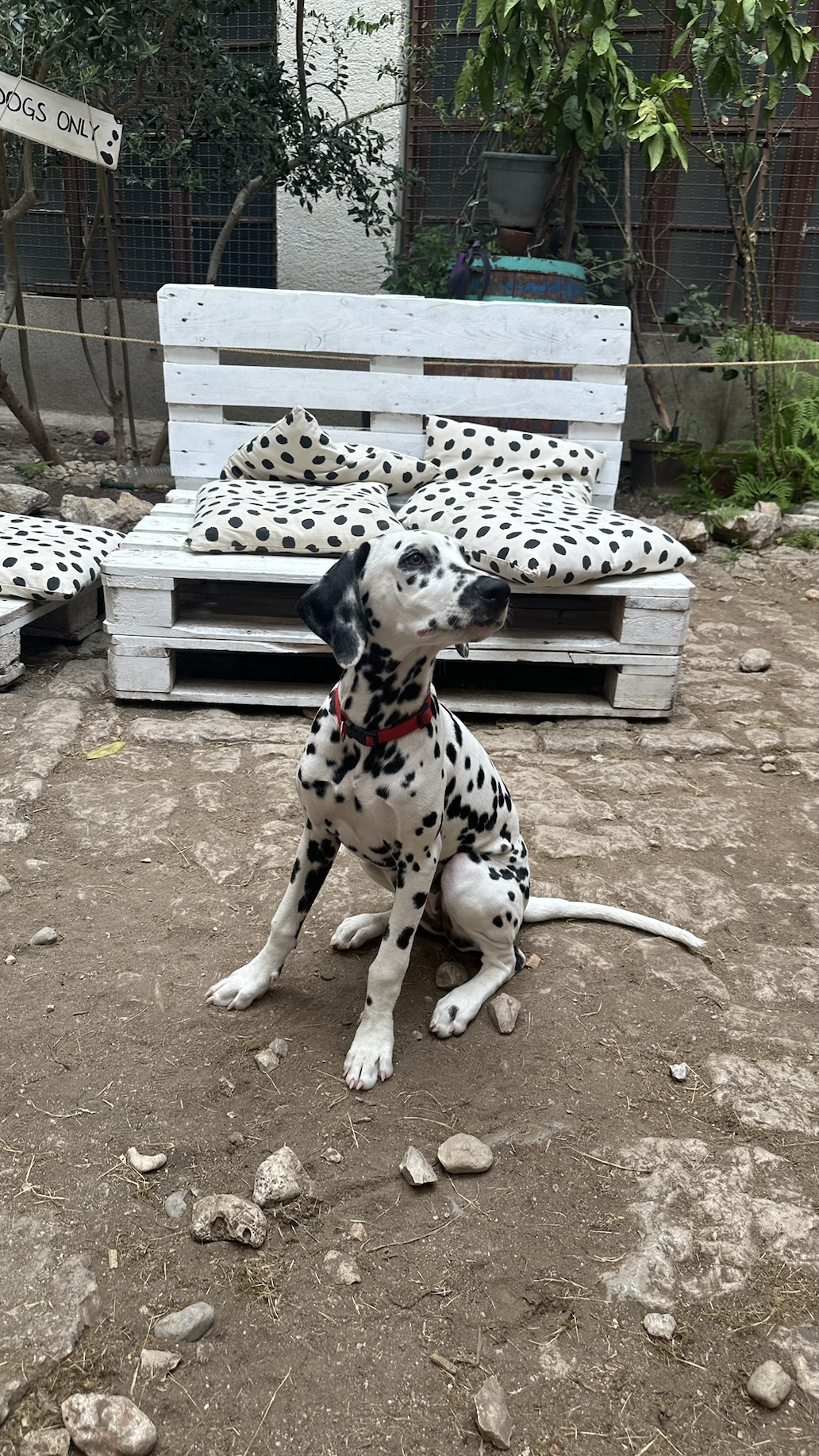 UPTOWN Dalmatian Museum Croatia